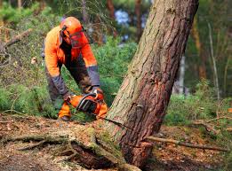 How Our Tree Care Process Works  in  Unadilla, GA