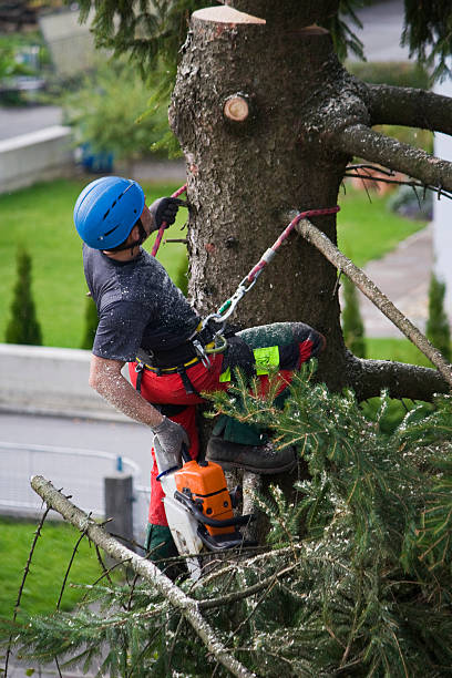 Best Emergency Tree Removal  in Unadilla, GA